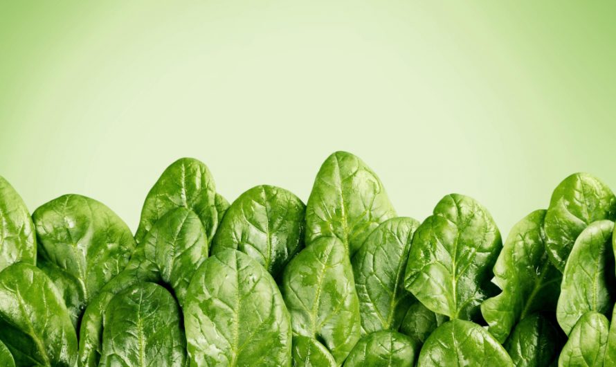 Szczaw w ciąży – czy można go jeść? Zupa szczawiowa dla ciężarnej