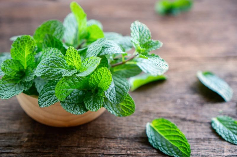 Mięta w ciąży – czy można ją pić? Właściwości herbaty miętowej dla ciężarnej