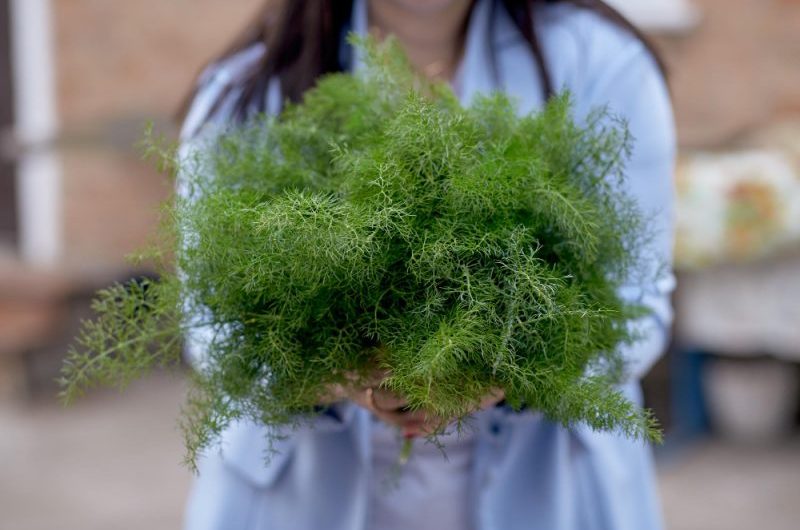 Koper włoski w ciąży – czy można go stosować? Herbata z koperku dla ciężarnej