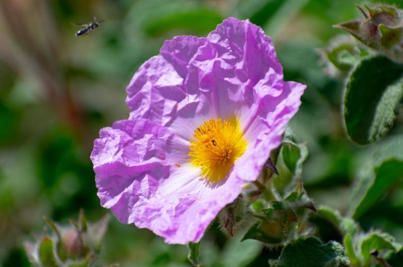 Czystek w ciąży – czy mogą go bezpiecznie pić kobiety ciężarne?